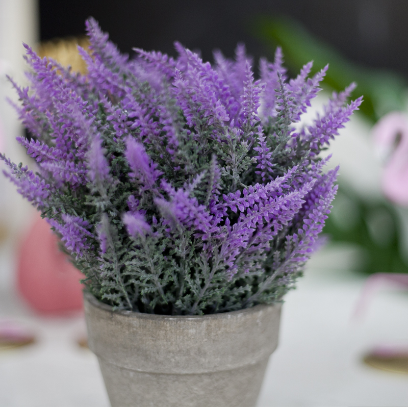 cây lavender giả