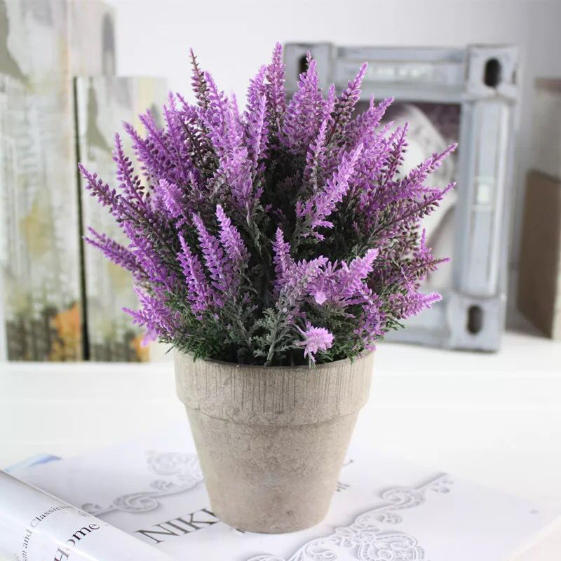 cây lavender giả
