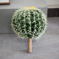 Cây Xương Rồng Bí Ngô 30cm