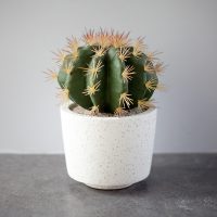 Chậu cây xương rồng Aster giả