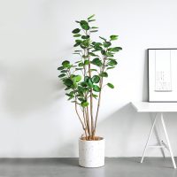 Cây đinh lăng lá tròn giả 180cm Cây đinh lăng lá tròn giả 180cm