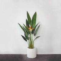 Cây Chuối Thiên Điểu Giả 120cm