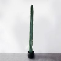 Cây xương rồng ba cạnh một nhánh giả