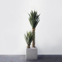 Cây Huyết Giác Giả