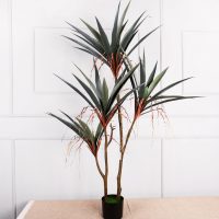 Cây huyết dụ giả – 4 nhánh