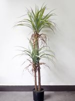 Cây Huyết Rồng giả trang trí nội thất Cây Huyết Rồng giả trang trí nội thất