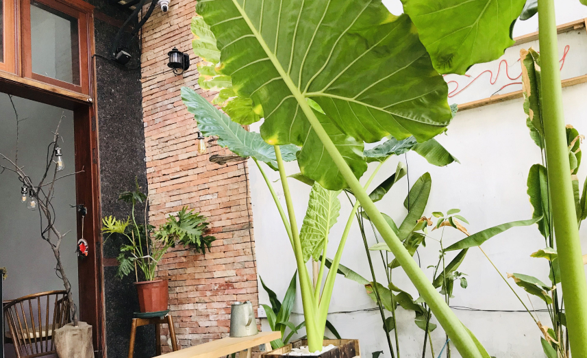 cây ráy cảnh