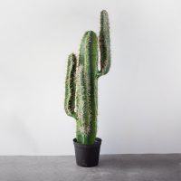 Cây xương rồng giả