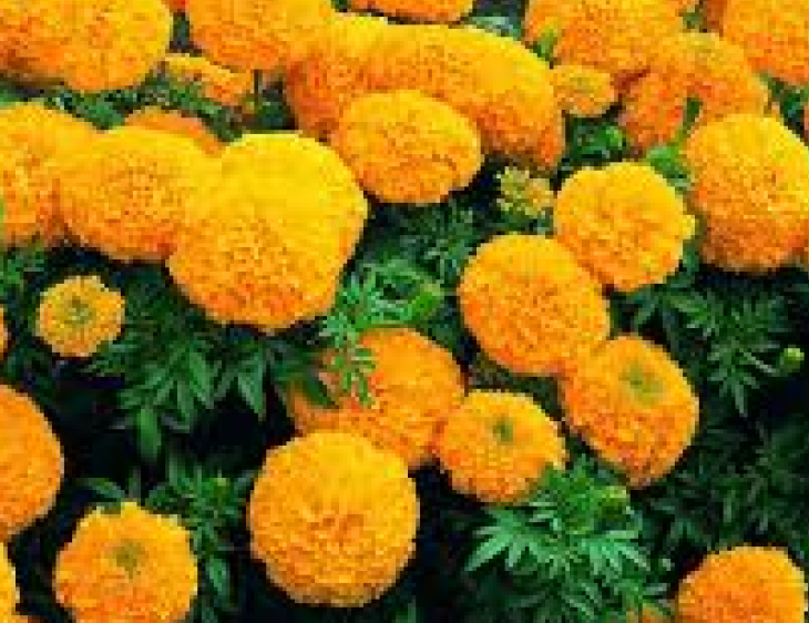 Cây cảnh giả trang trí