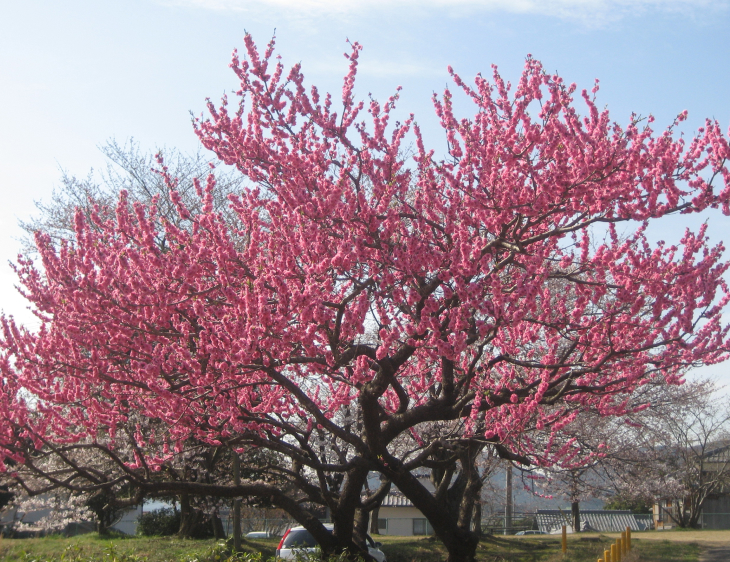 Cây Hoa Đào Ngày Tết