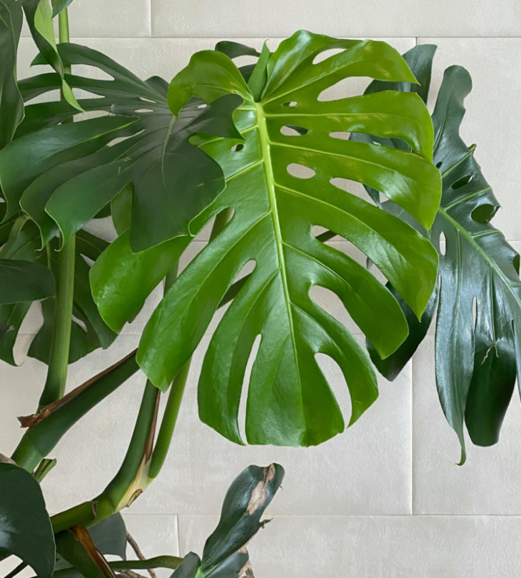 Cây cảnh giả trang trí