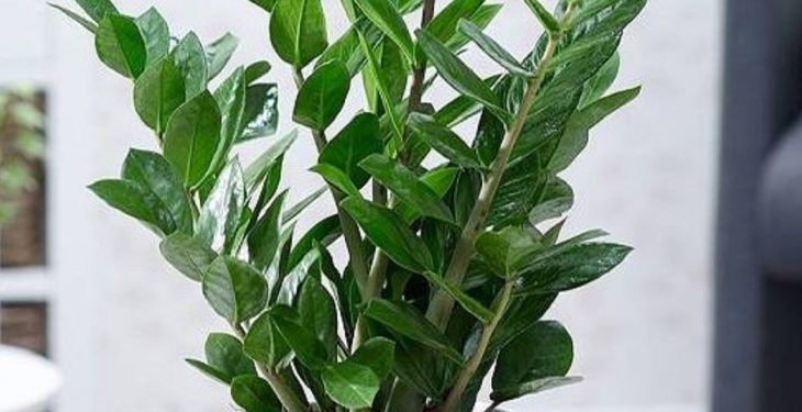 Vị trí đặt cây Kim Tiền hợp phong thủy Vi tri dat cay Kim Tien hop phong thuy 2 - Vị trí đặt cây Kim Tiền hợp phong thủy