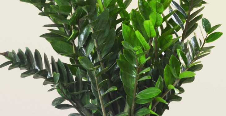 Vị trí đặt cây Kim Tiền hợp phong thủy Vi tri dat cay Kim Tien hop phong thuy2 - Vị trí đặt cây Kim Tiền hợp phong thủy