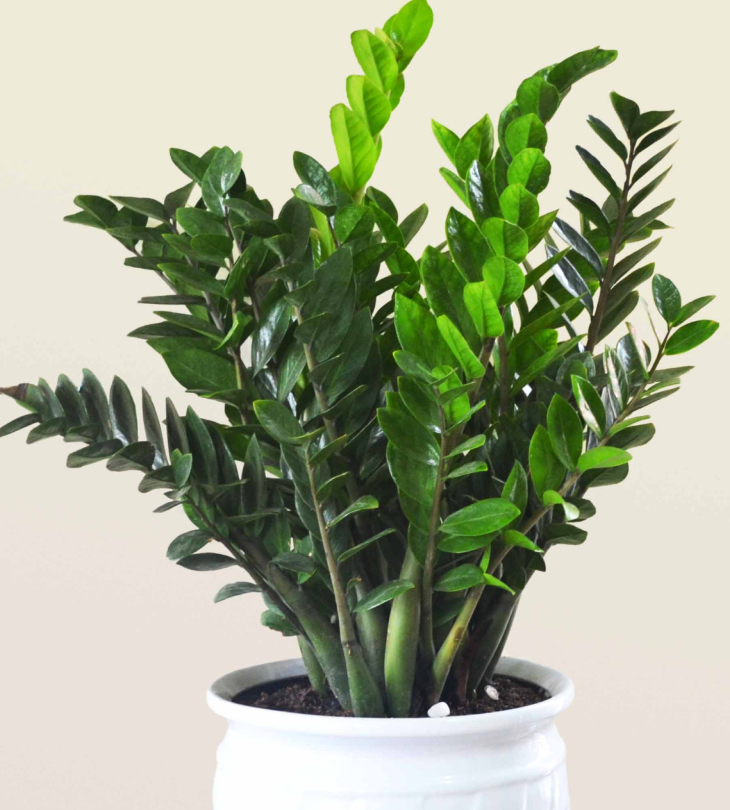 Cây cảnh giả trang trí