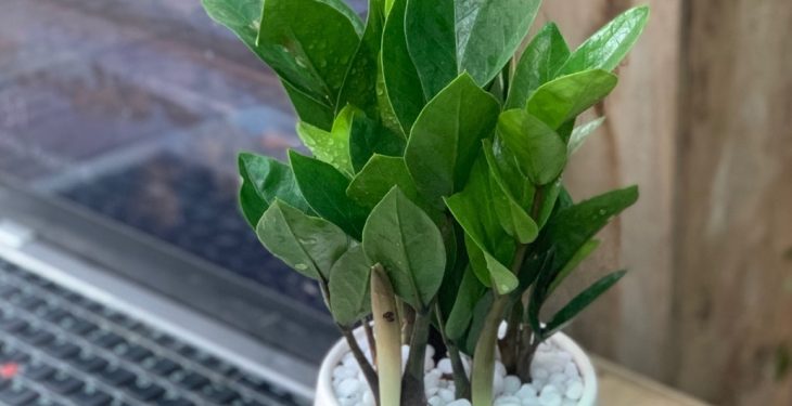 Vị trí đặt cây Kim Tiền hợp phong thủy Vi tri dat cay Kim Tien hop phong thuy1 - Vị trí đặt cây Kim Tiền hợp phong thủy