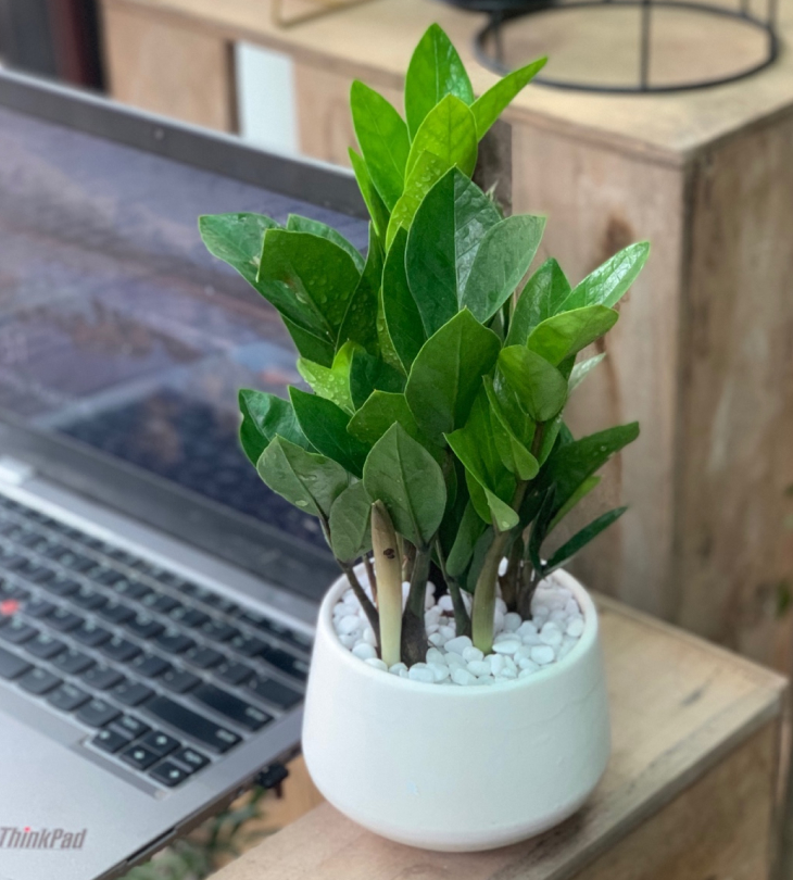 Cây cảnh giả trang trí