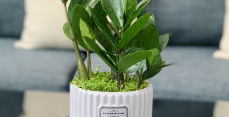 Vị trí đặt cây Kim Tiền hợp phong thủy image 67 1 - Vị trí đặt cây Kim Tiền hợp phong thủy