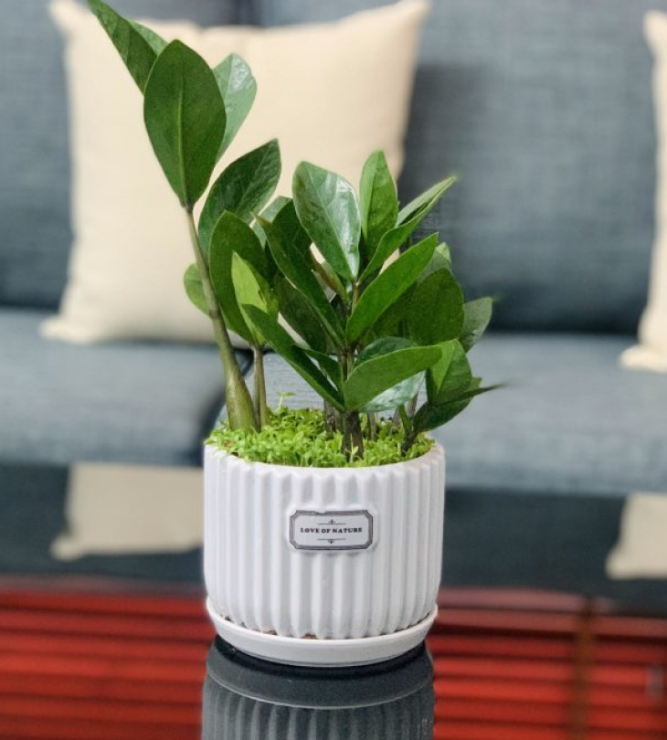 Cây cảnh giả trang trí