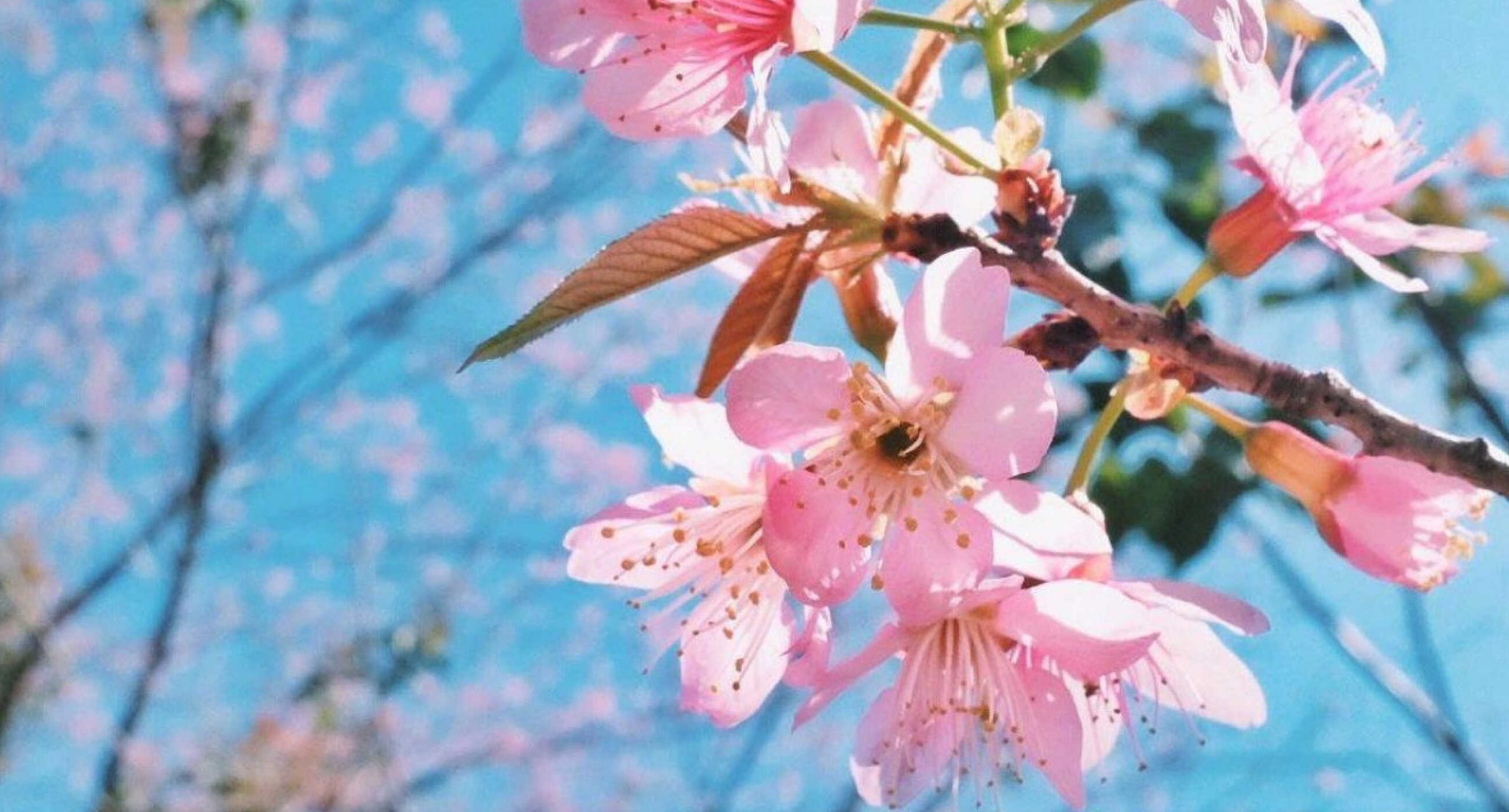 Cây cảnh giả trang trí