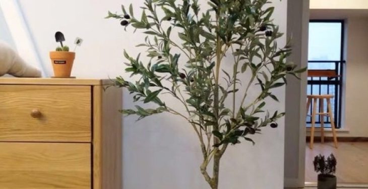 Cay Oliu Diem xuyen trong cac quan coffee hien dai1 - Cây Oliu - Điểm xuyến trong các quán coffee hiện đại