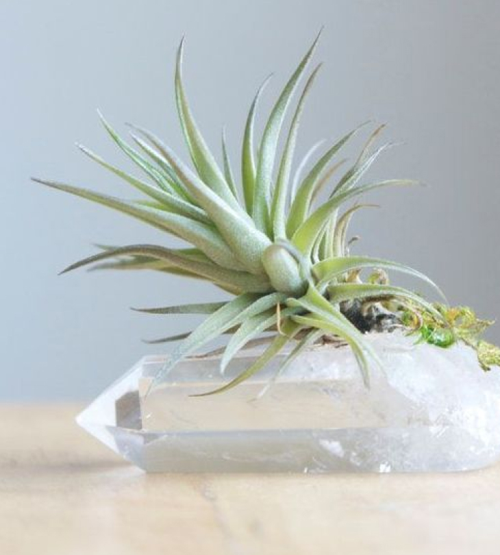 Cây cảnh giả trang trí