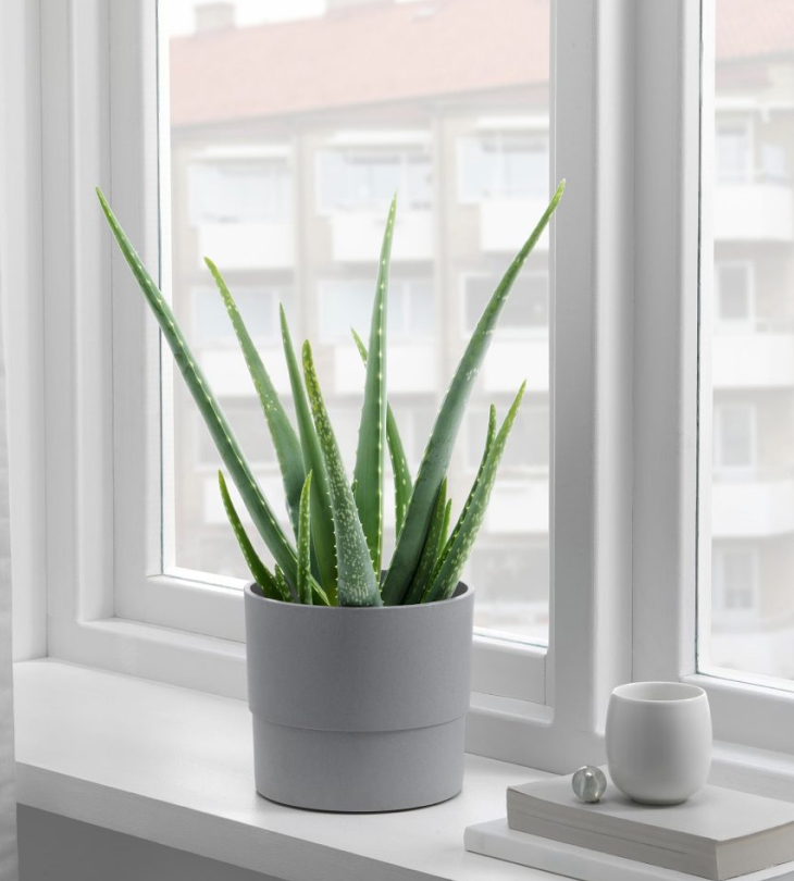 Cây cảnh giả trang trí