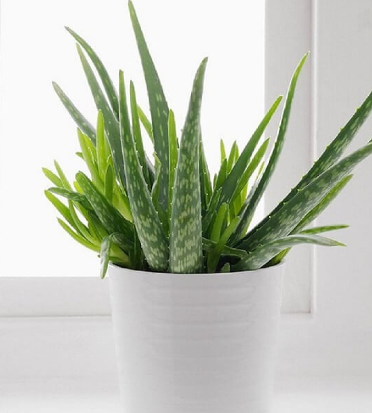 Cây cảnh giả trang trí