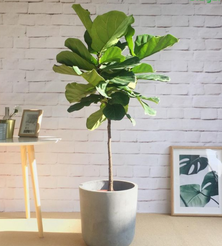 Cây cảnh giả trang trí