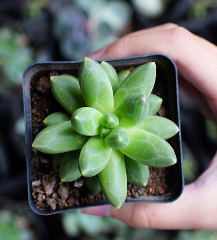 Cây cảnh giả trang trí