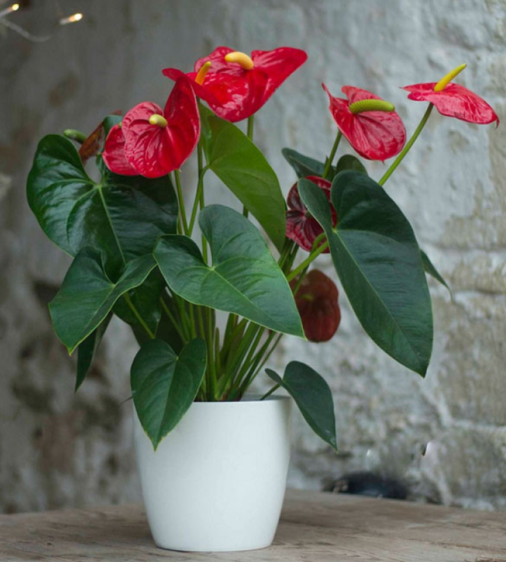 Cây cảnh giả trang trí