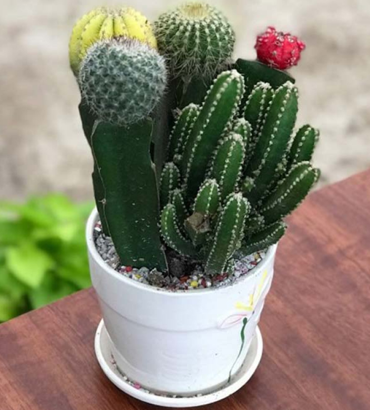 Cây cảnh giả trang trí