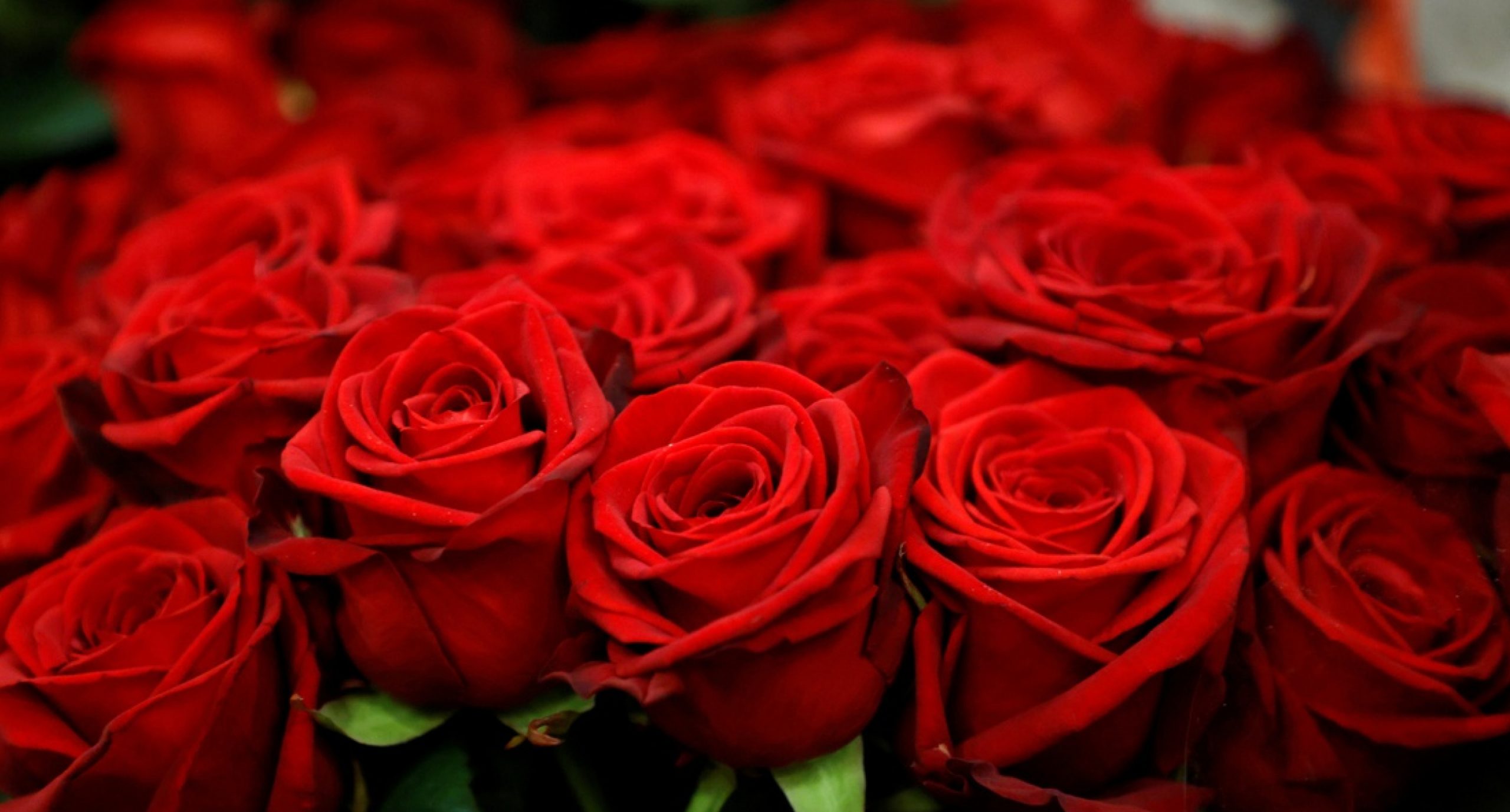 5 Loài hoa thay lời muốn nói trong ngày Valentine