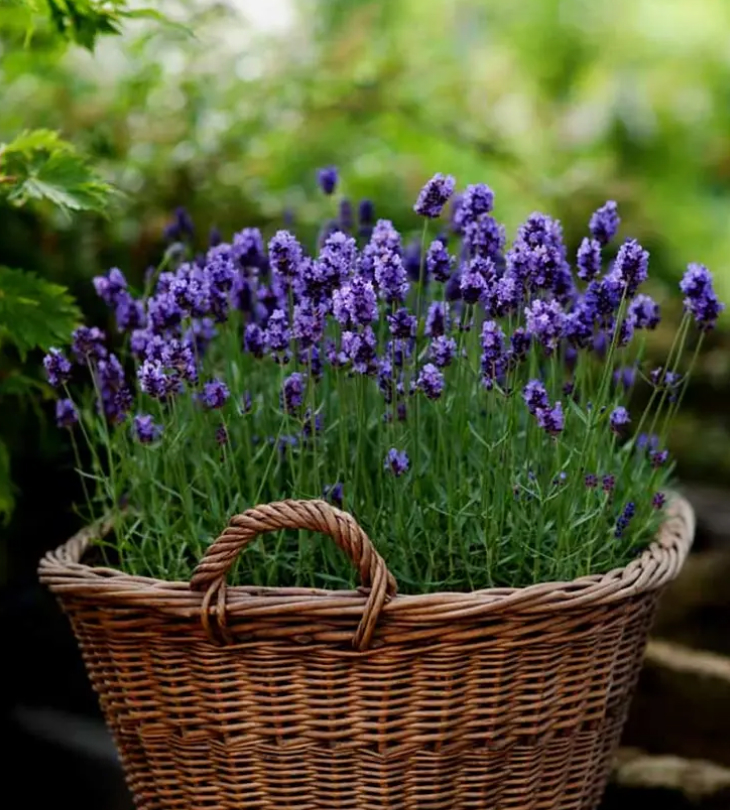 Cây cảnh giả trang trí