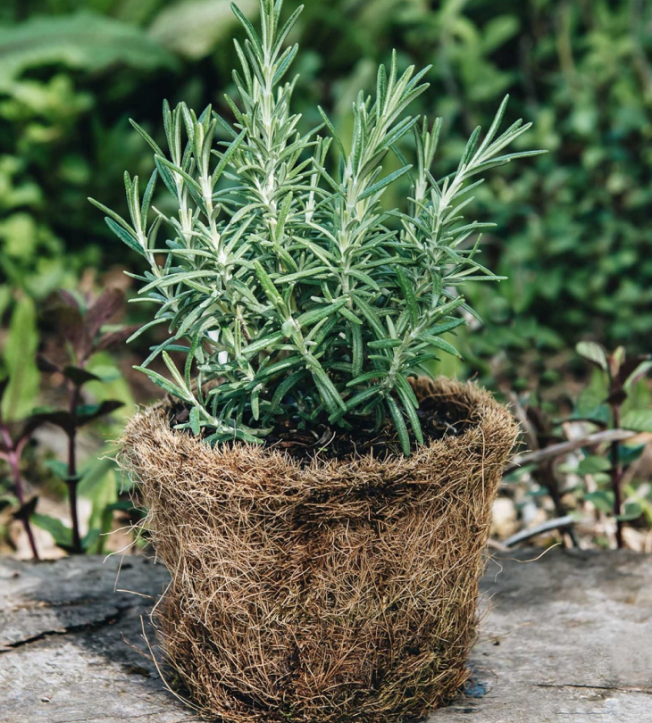 Cây cảnh giả trang trí