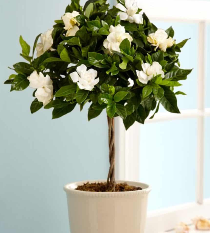 Cây cảnh giả trang trí