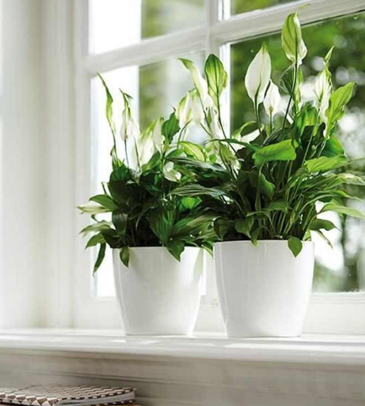 Cây cảnh giả trang trí