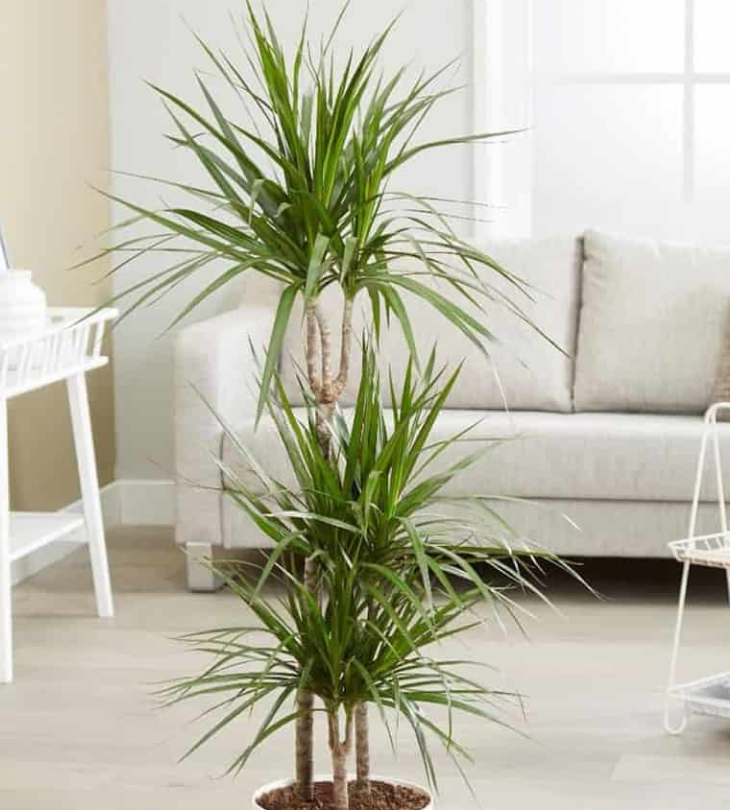 Cây cảnh giả trang trí