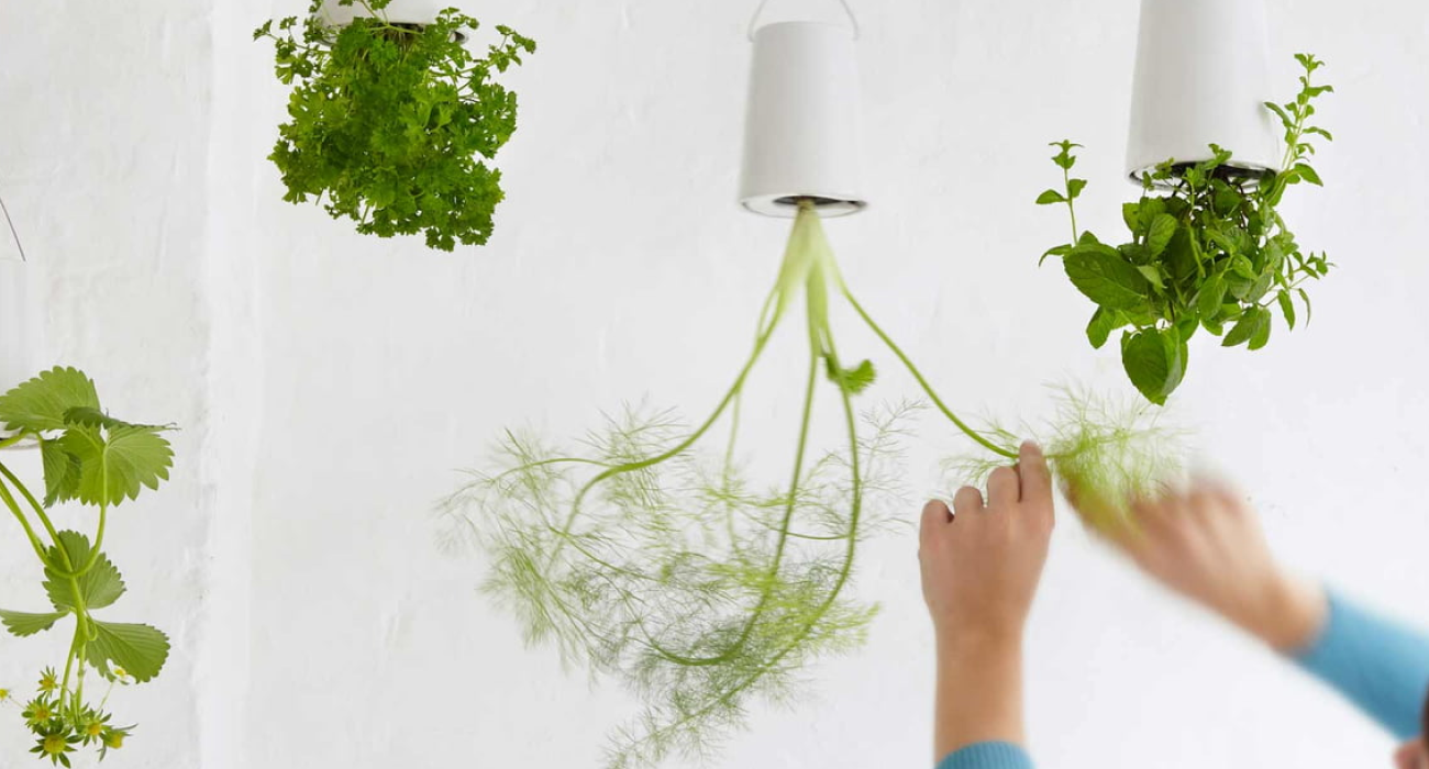 Cây cảnh giả trang trí