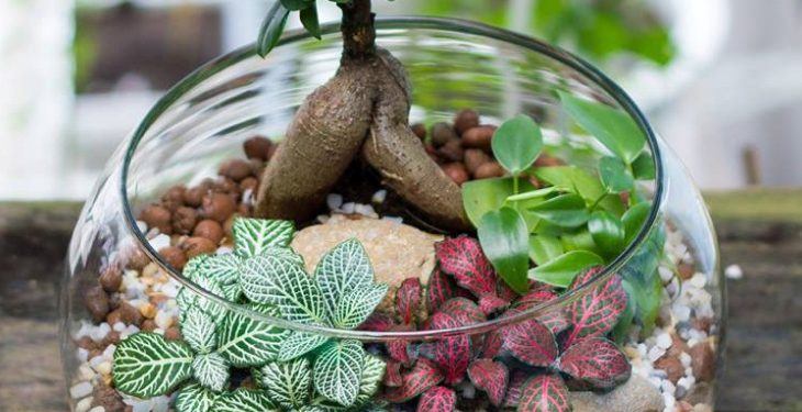 Cây cảnh mini trang trí góc bàn Cay canh mini trang tri goc ban - Cây cảnh mini trang trí góc bàn