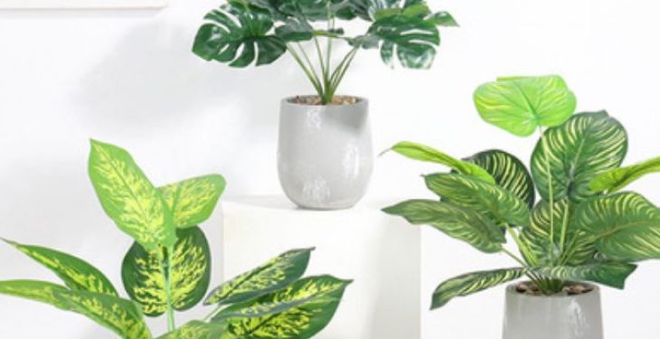 Cây cảnh mini trang trí góc bàn Cay Mini De Ban - Cây cảnh mini trang trí góc bàn