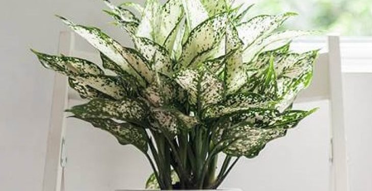 Cây cảnh mini trang trí góc bàn Cay canh mini trang tri goc ban8 - Cây cảnh mini trang trí góc bàn