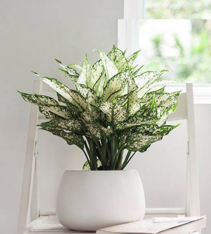 Cây cảnh giả trang trí