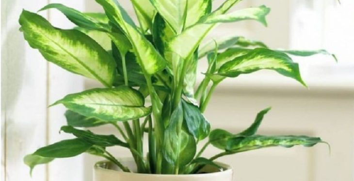 Cây cảnh mini trang trí góc bàn Cay canh mini trang tri goc ban6 - Cây cảnh mini trang trí góc bàn