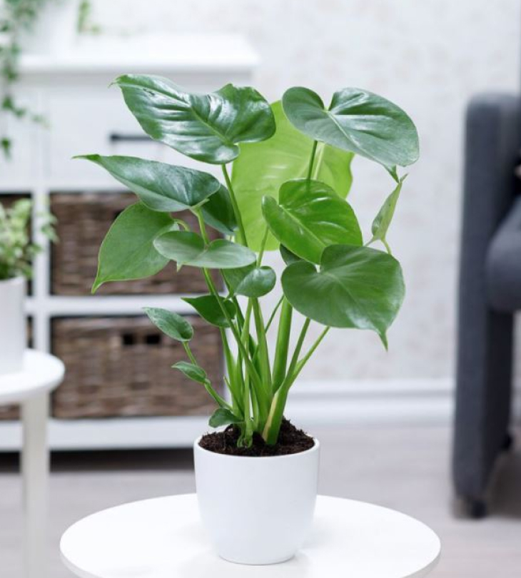 Cây cảnh giả trang trí