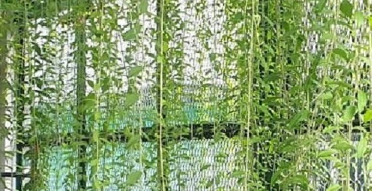 Làm đẹp cửa số bằng những loại cây treo Cua so ban cong dep voi cay Cuc Tan An Do2 - Làm đẹp cửa số bằng những loại cây treo