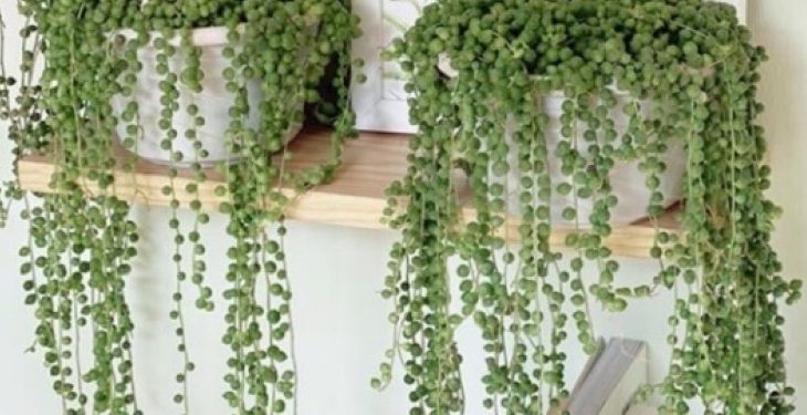Làm đẹp cửa số bằng những loại cây treo Cay giot nuoc1 - Làm đẹp cửa số bằng những loại cây treo