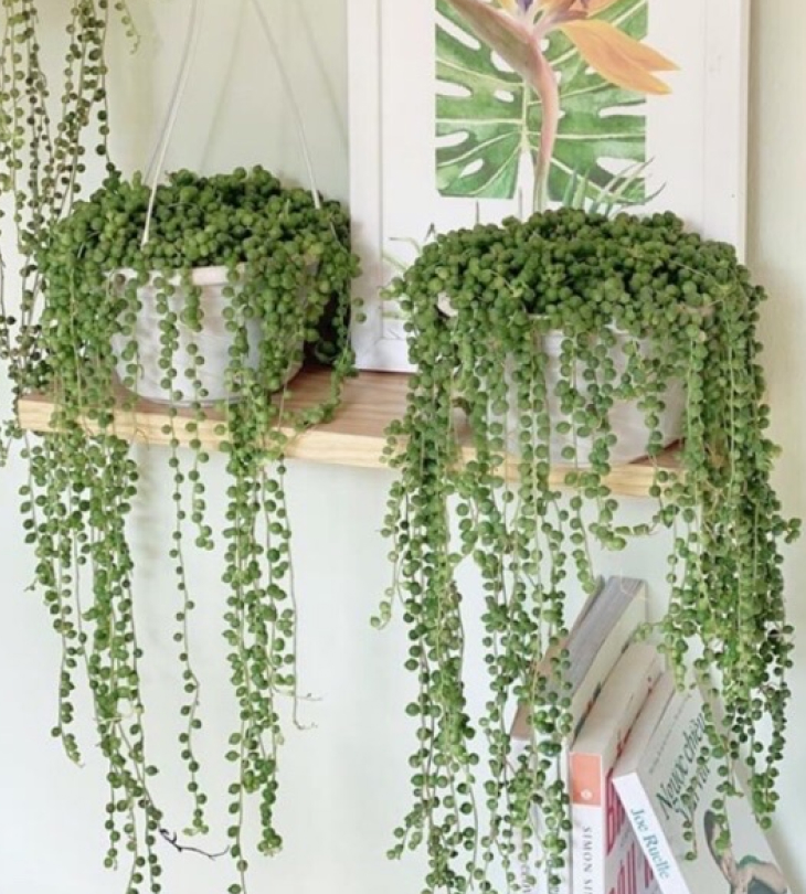 Cây cảnh giả trang trí