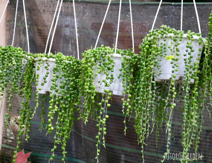 Cây cảnh giả trang trí