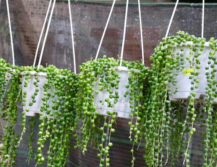 Làm đẹp cửa số bằng những loại cây treo Cay giot nuoc3 - Làm đẹp cửa số bằng những loại cây treo