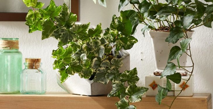 Làm đẹp cửa số bằng những loại cây treo Cua so ban cong dep voi cay Thuong Xuan 2 - Làm đẹp cửa số bằng những loại cây treo